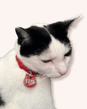 Combo - Collar + Placa MiauChic